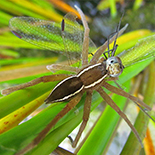 Nilus species